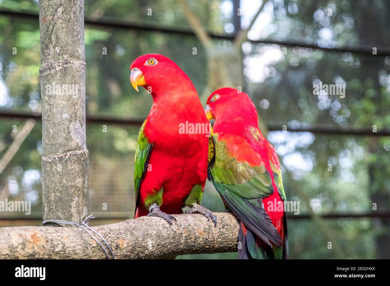 Two close-up Chattering lory parrots are sitting on a perch in an aviary in Kuala Lumpur Bird Park Stock Photo