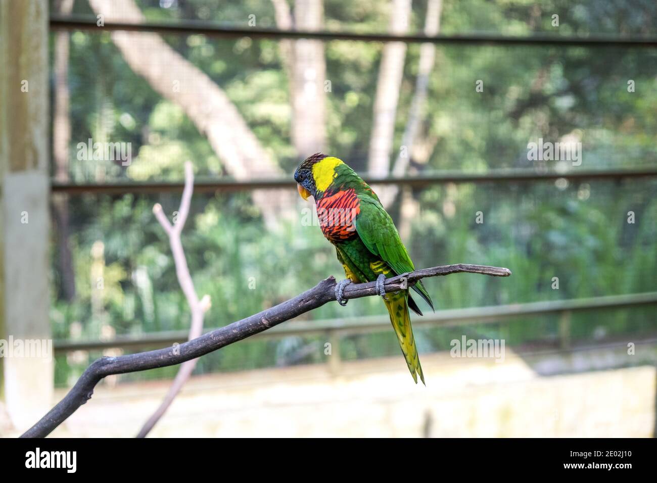 A multi-colored parrot lorikeet sits on a branch in the aviary Stock Photo