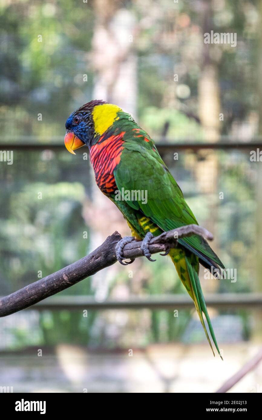 MALAYSIA, KUALA LUMPUR, JANUARY 07, 2018: A multi-colored lorikeet parrot is sitting on a branch in an aviary in Kuala Lumpur Bird Park Stock Photo