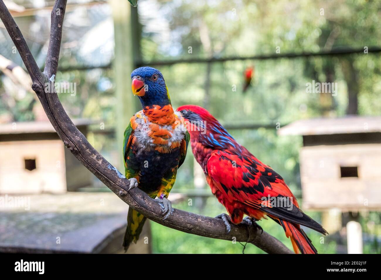 MALAYSIA, KUALA LUMPUR, JANUARY 07, 2018: Two parrots are sitting on a branch in the aviary. Rainbow and Red Loris in Kuala Lumpur Bird Park. Stock Photo