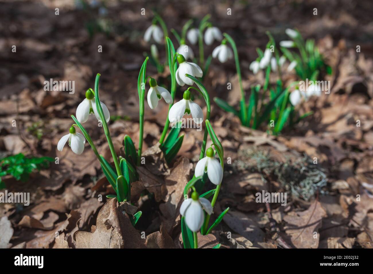 Snowdrops grow in the forest. Beautiful first spring flowers. Stock Photo