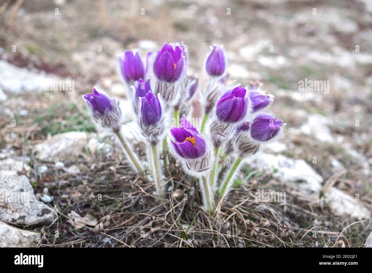 Pulsatilla patens closeup. Spring purple flowers. Eastern pasque flower. Prairie crocus. Stock Photo