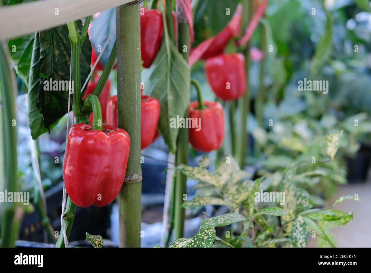 red sweet bell pepper plant growing in garden. peppers vegetable harvest from farm Stock Photo