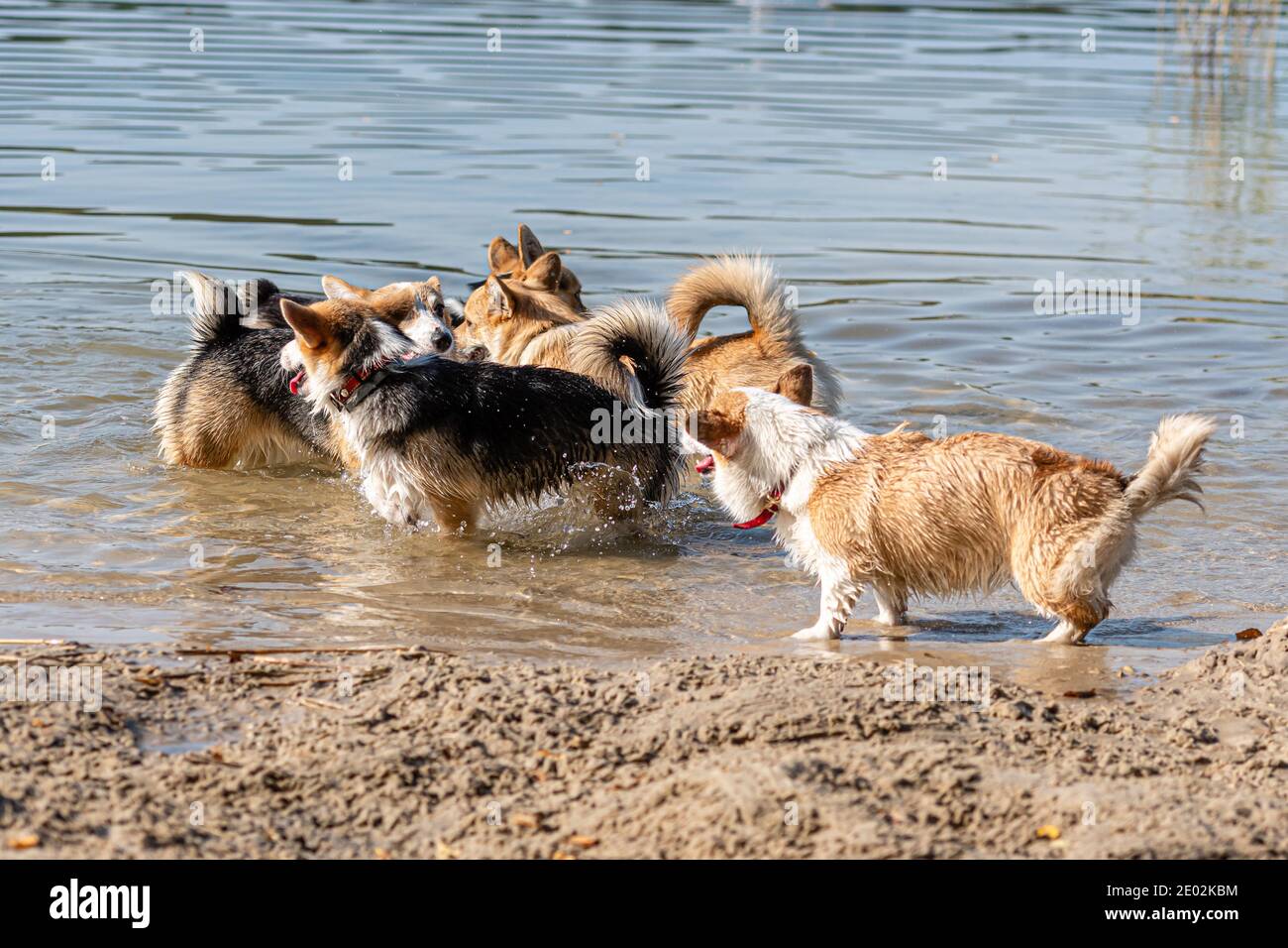 several happy Welsh Corgi dogs playing and jumping in the water on the sandy beach Stock Photo