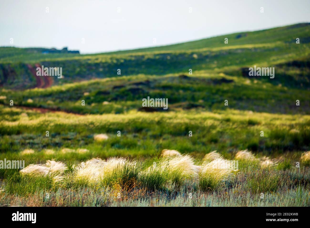 Blooming feather grass, fluttering in the wind on the plain between the hills. Stock Photo