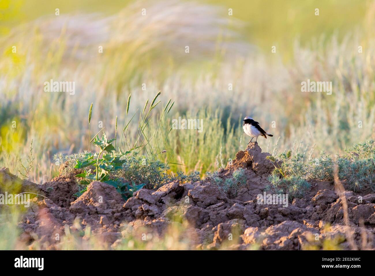 Pied wheatear or Oenanthe pleschanka in natural habitat. Stock Photo