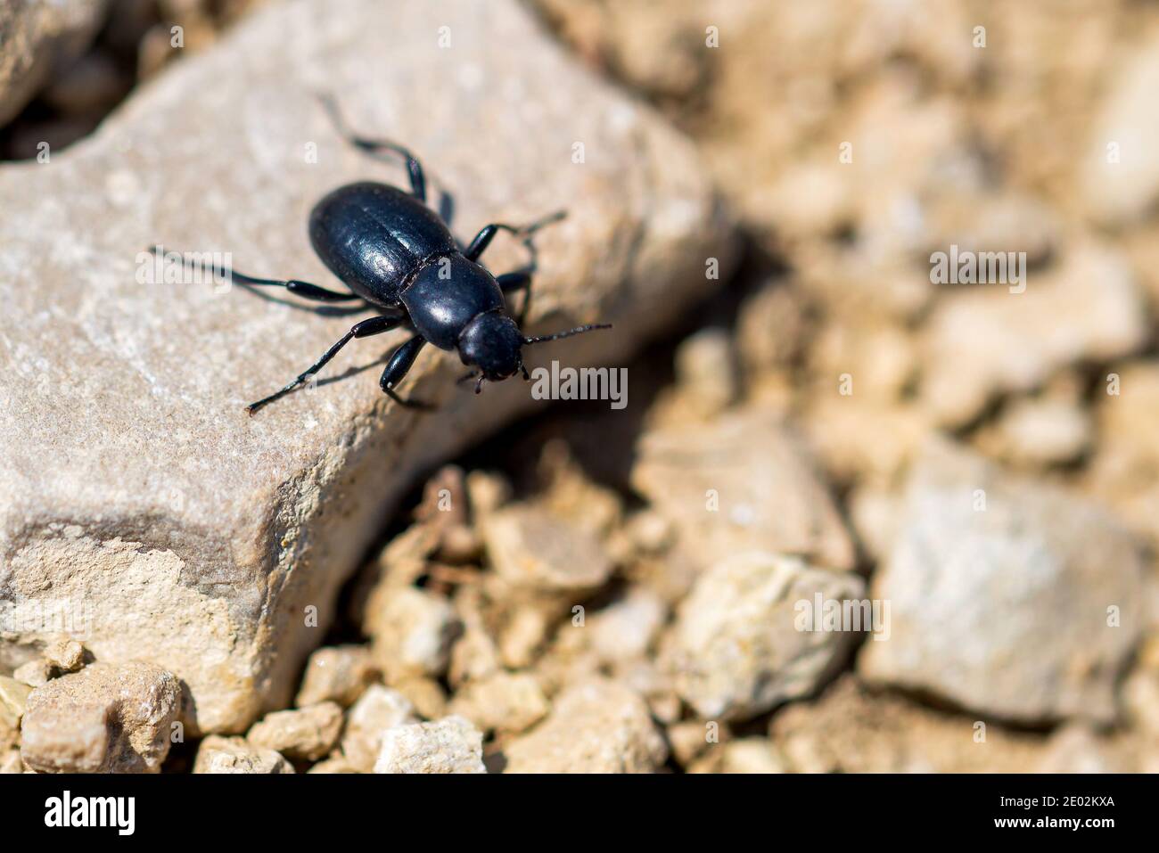 Desert Stink Beetle or Eleodes Armata on a stone. Stock Photo