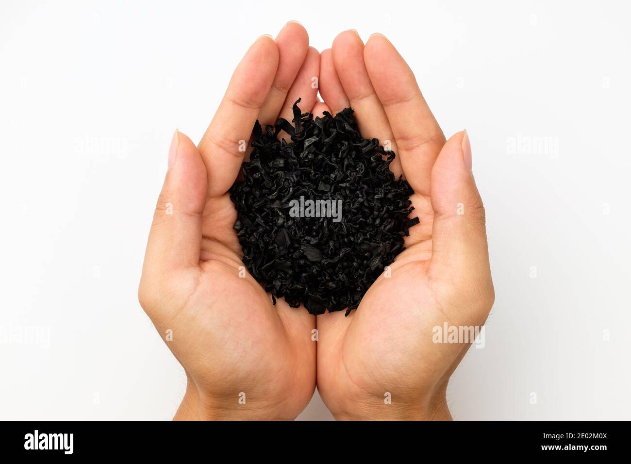 Green seaweed on white background Stock Photo