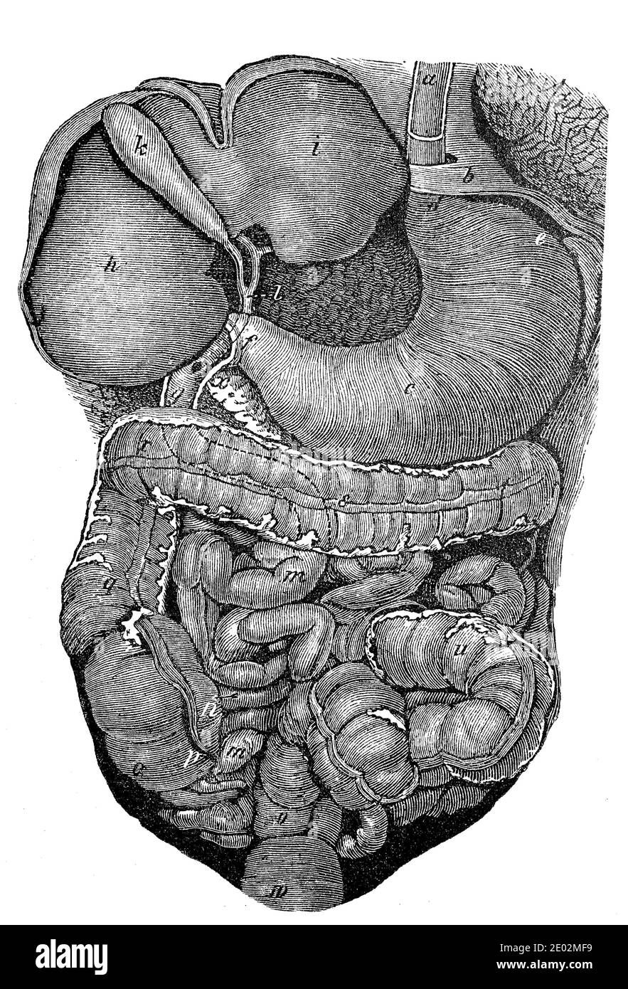 Medicine, Anatomy, The location of the human viscera and organs according to the knowledge in 1890  /  Medizin, Anatomie, Die Lage der menschlichen Eingeweide und Organe nach der Kenntnis im Jahre 1890, Historisch, historical, digital improved reproduction of an original from the 19th century / digitale Reproduktion einer Originalvorlage aus dem 19. Jahrhundert Stock Photo