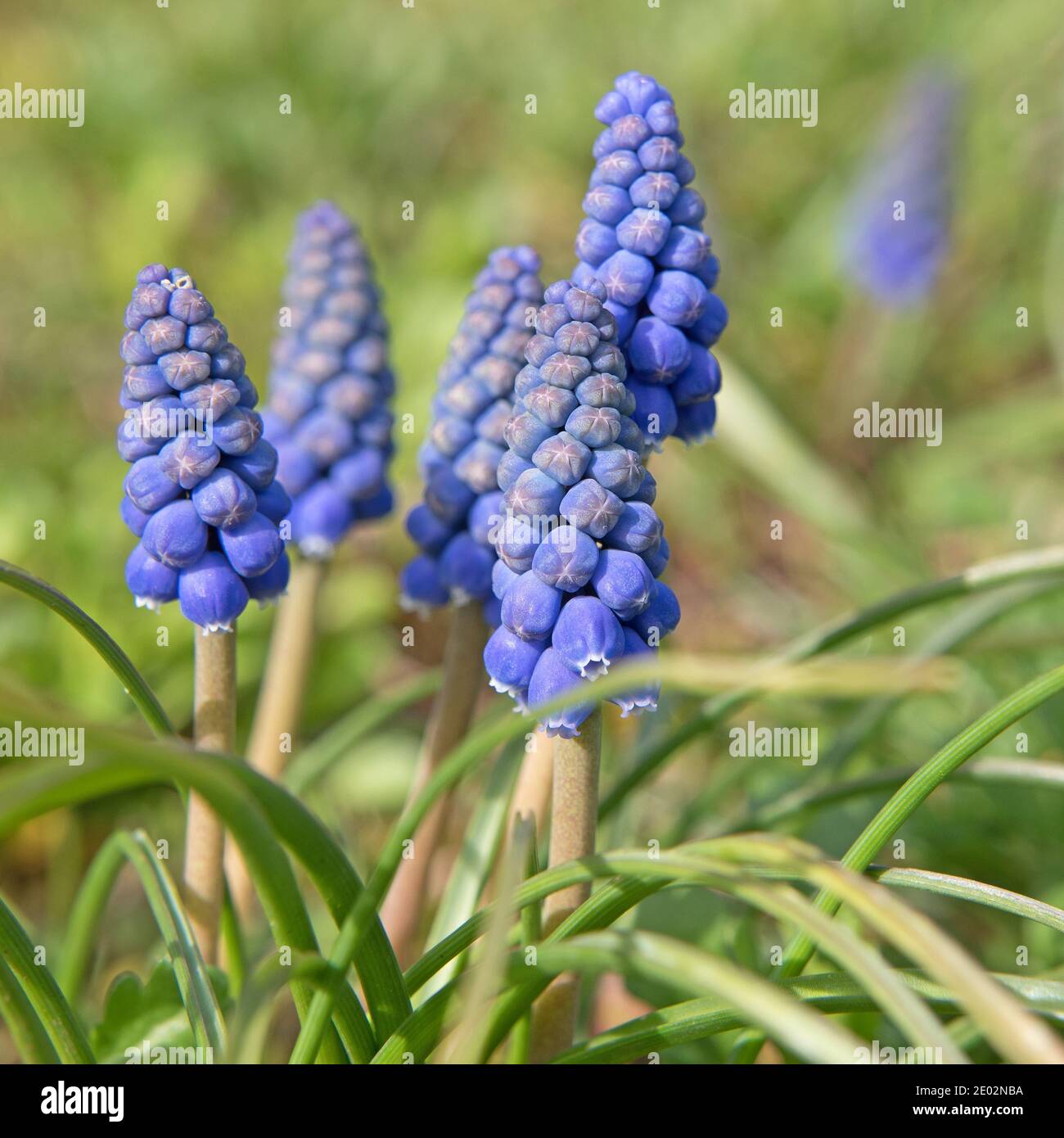 Flowering grape hyacinths, muscari, in spring Stock Photo Alamy