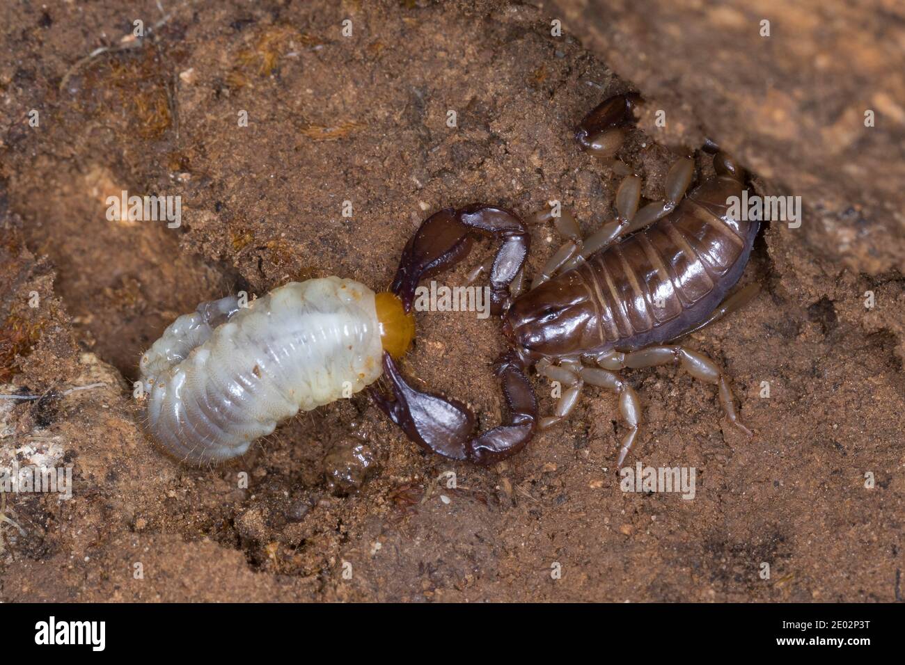 Skorpion, mit Beute, hat einen Engelling, Käferlarve erbeutet, Euscorpius spec., Euscorpius, scorpion, Kroatien, Croatia Stock Photo