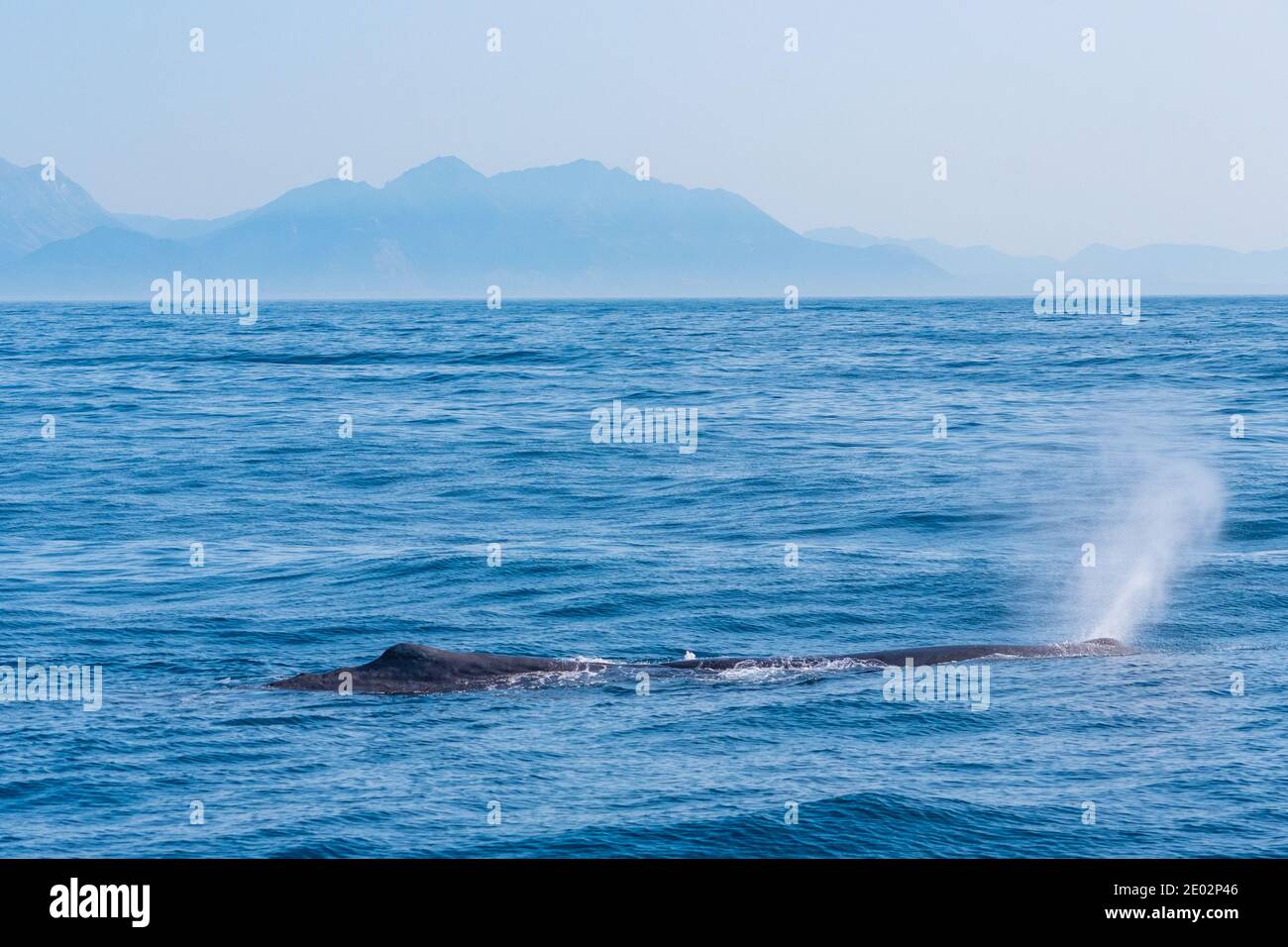 Sperm whale ready for diving near Kaikoura, New Zealand Stock Photo