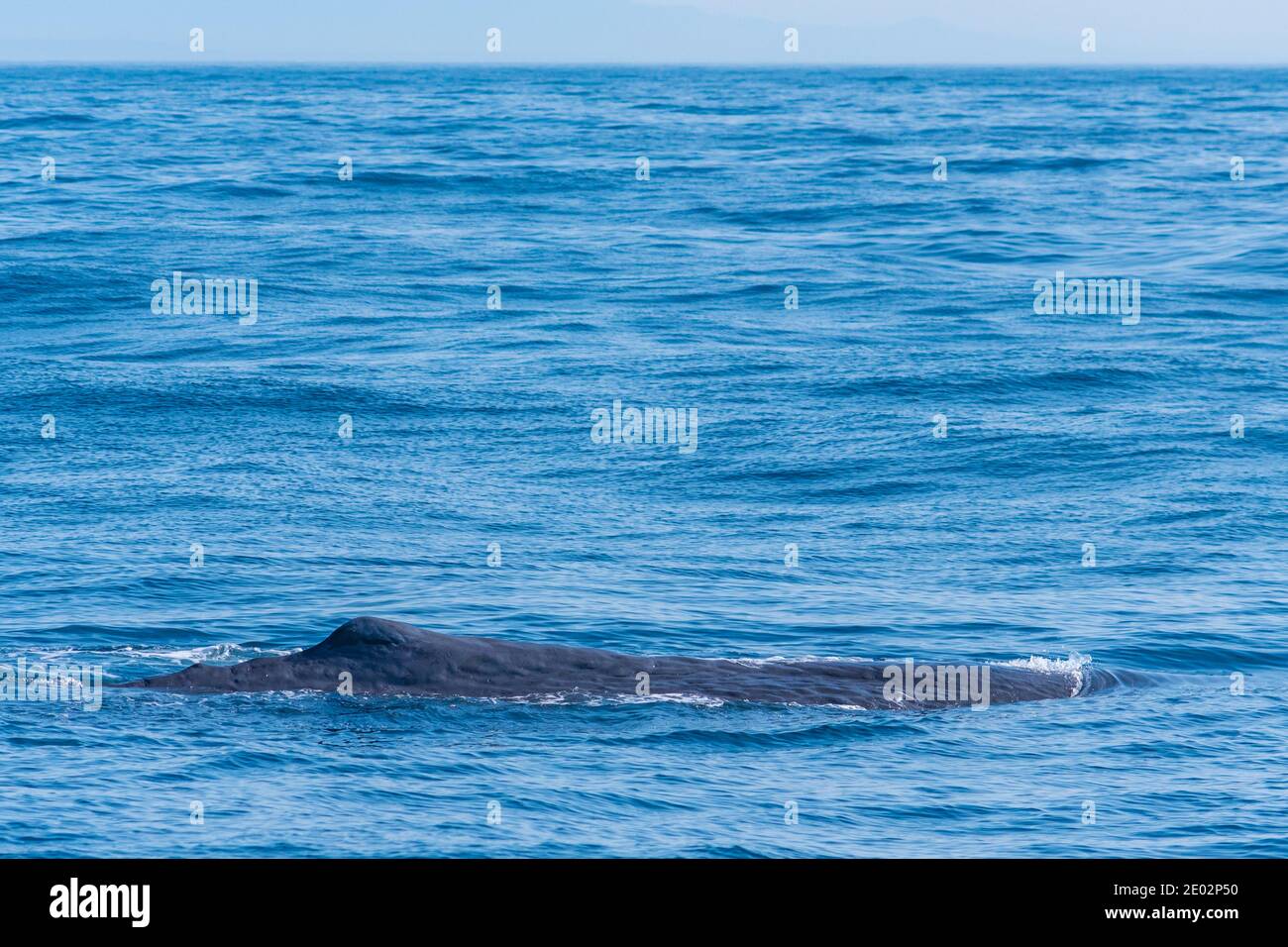 Sperm whale ready for diving near Kaikoura, New Zealand Stock Photo