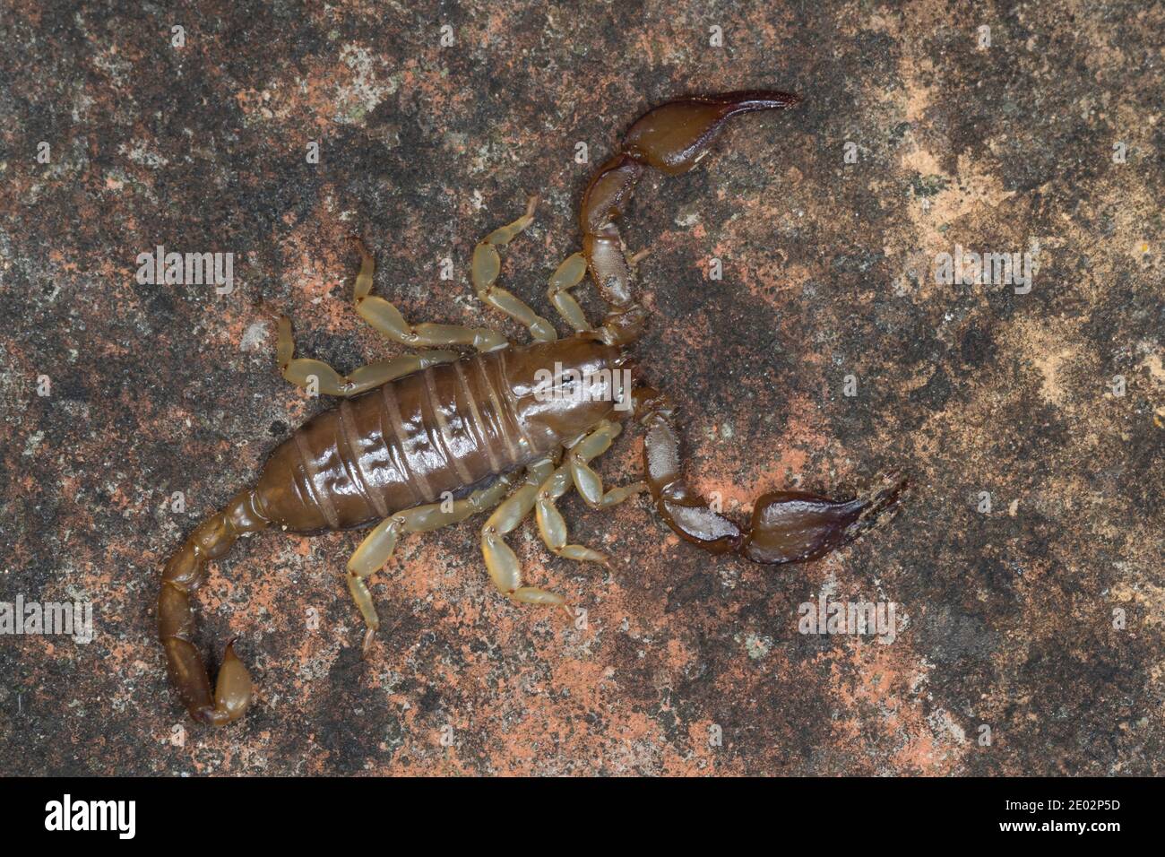 poisonous-animals-hi-res-stock-photography-and-images-alamy
