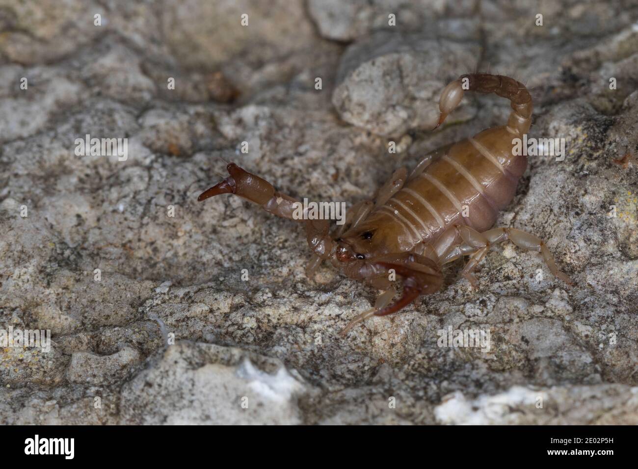 Skorpion, Euscorpius spec., Euscorpius, scorpion, Kroatien, Croatia Stock Photo