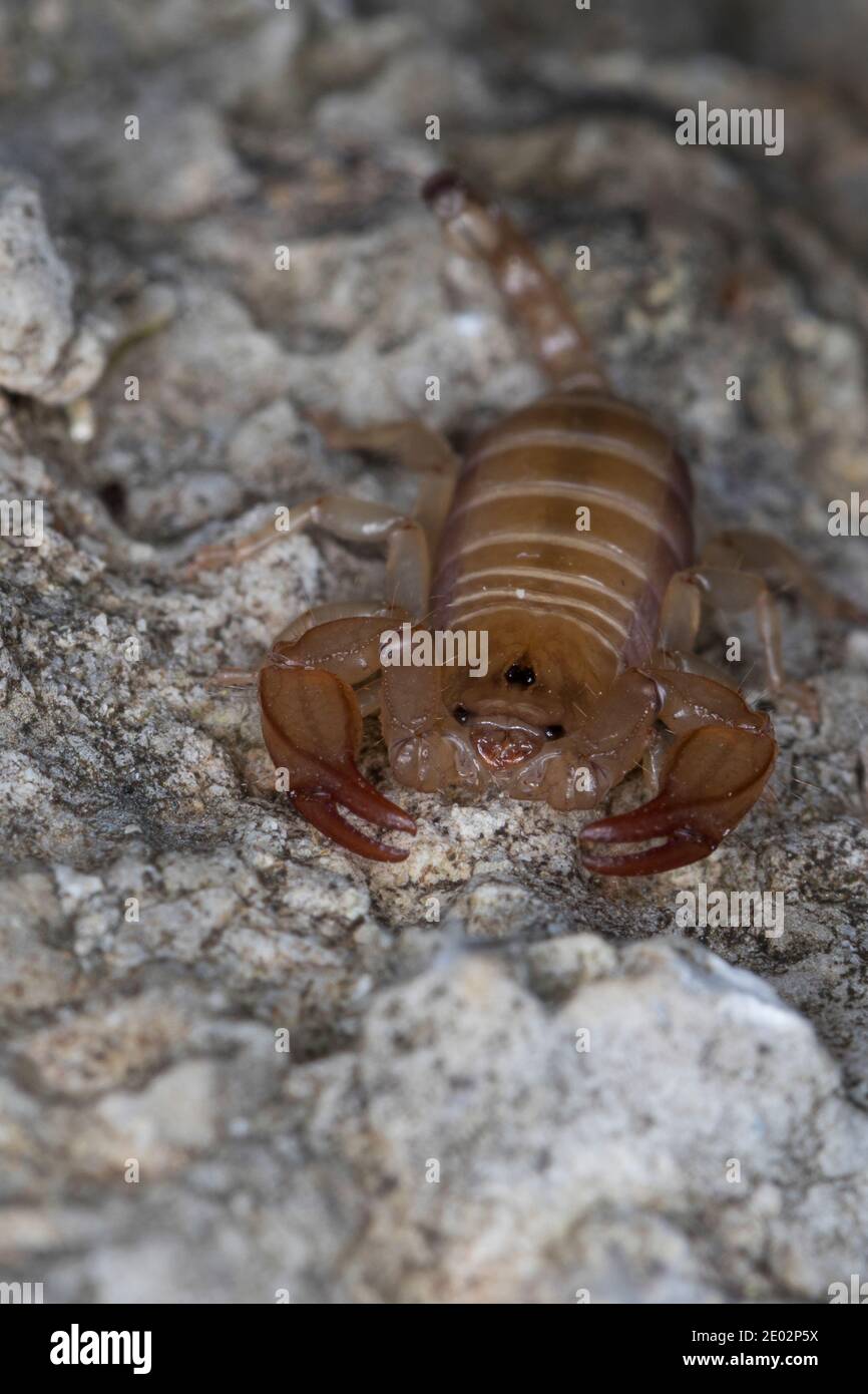 Skorpione hires stock photography and images Alamy