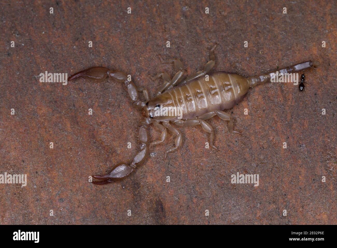 Skorpion, Euscorpius spec., Euscorpius, scorpion, Kroatien, Croatia Stock Photo