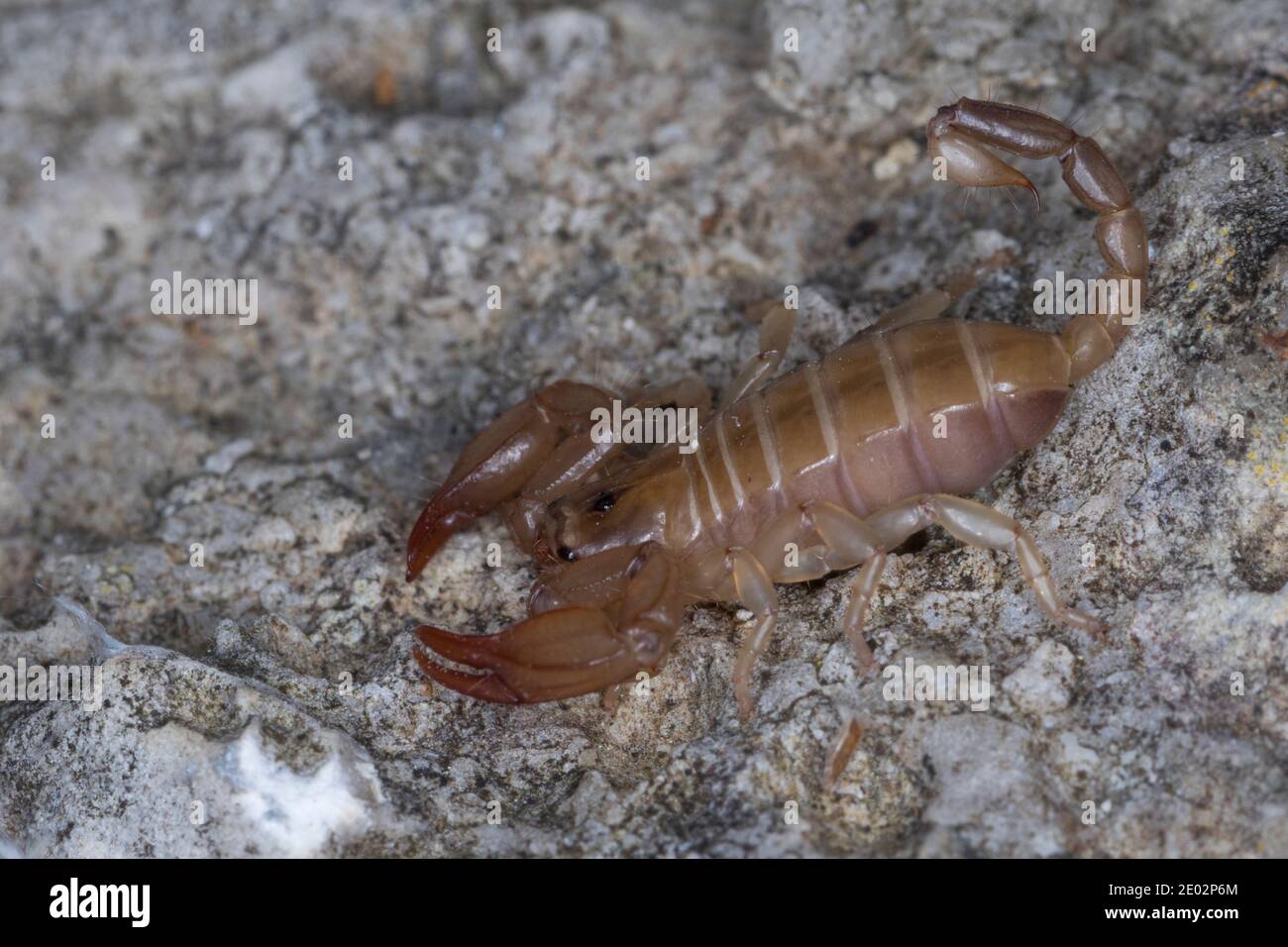 skorpion-euscorpius-spec-euscorpius-scorpion-kroatien-croatia