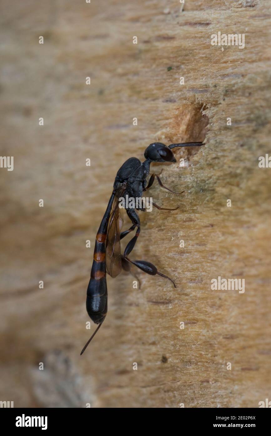 Schmalbauchwespe, Gichtwespe, am Loch einer Wildbiene in einer Wildbienen-Nisthilfe, Gasteruption spec., Gasteruptiidae, Schmalbauchwespen, Gichtwespe Stock Photo