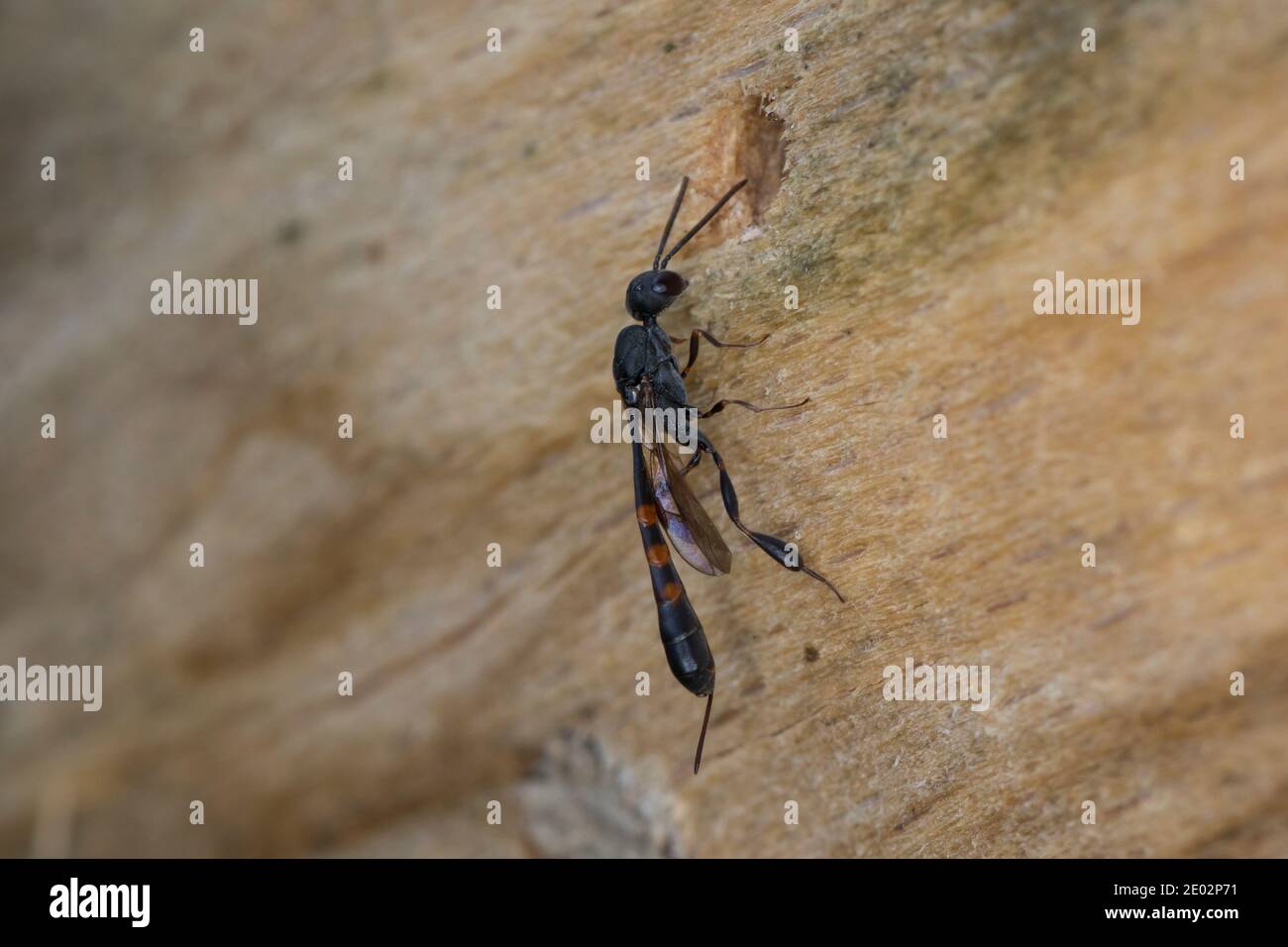 Schmalbauchwespe, Gichtwespe, am Loch einer Wildbiene in einer Wildbienen-Nisthilfe, Gasteruption spec., Gasteruptiidae, Schmalbauchwespen, Gichtwespe Stock Photo