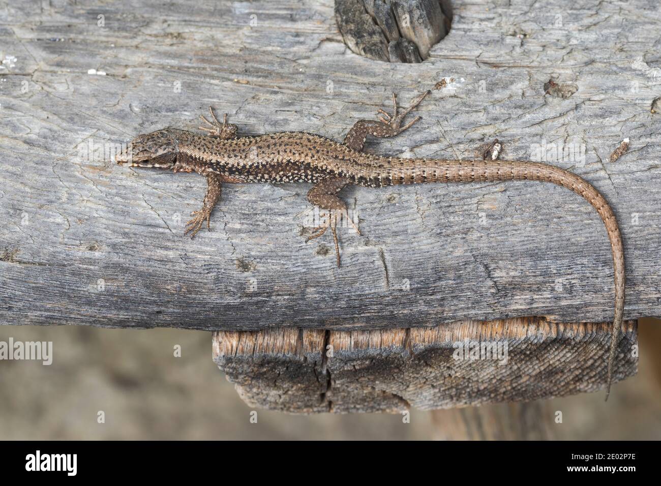 Mauereidechse, Mauer-Eidechse, Podarcis muralis, Lacerta muralis, common wall lizard, wall lizard, European wall lizard, Le Lézard des murailles, Öste Stock Photo