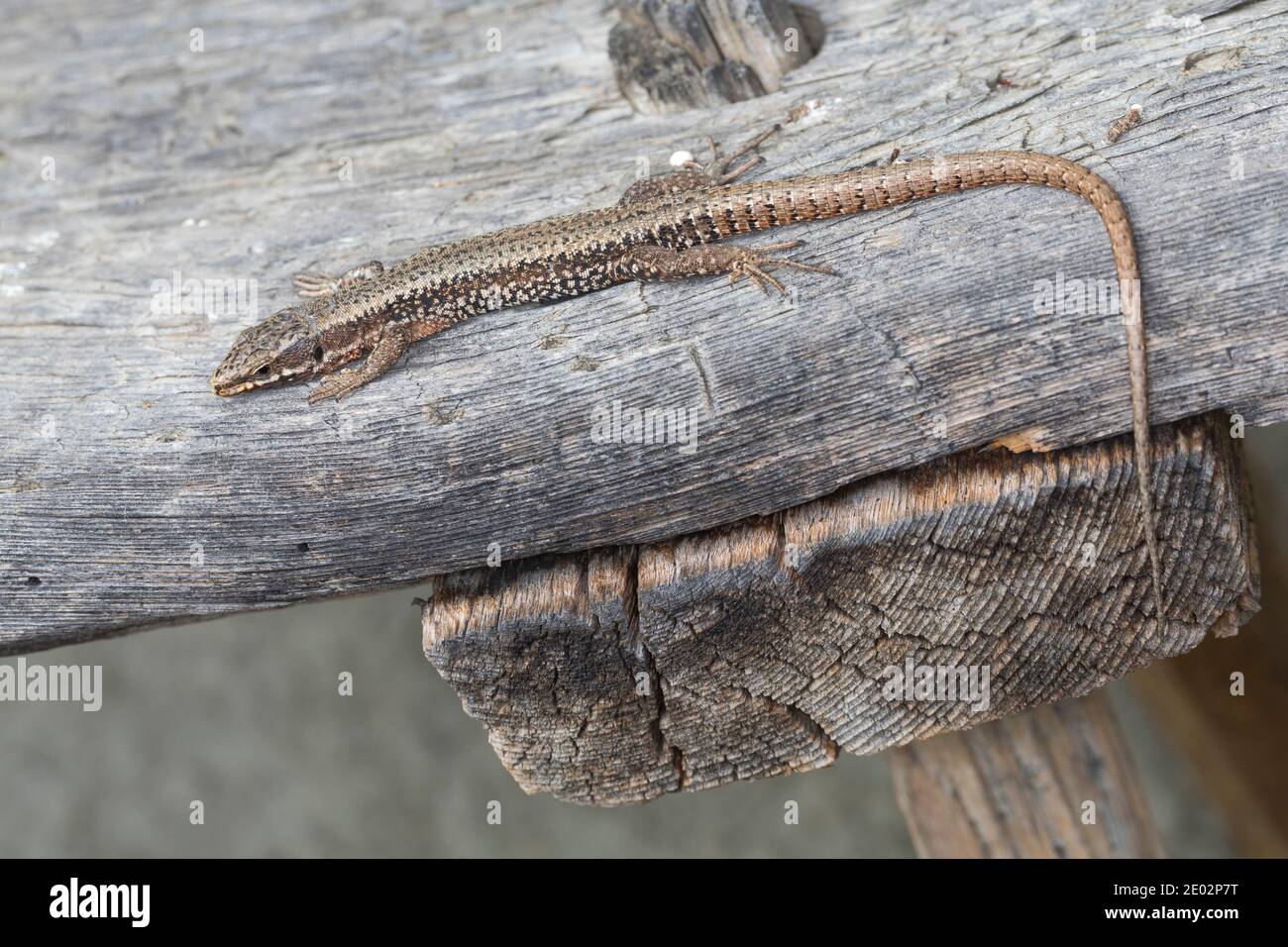 Mauereidechse, Mauer-Eidechse, Podarcis muralis, Lacerta muralis, common wall lizard, wall lizard, European wall lizard, Le Lézard des murailles, Öste Stock Photo