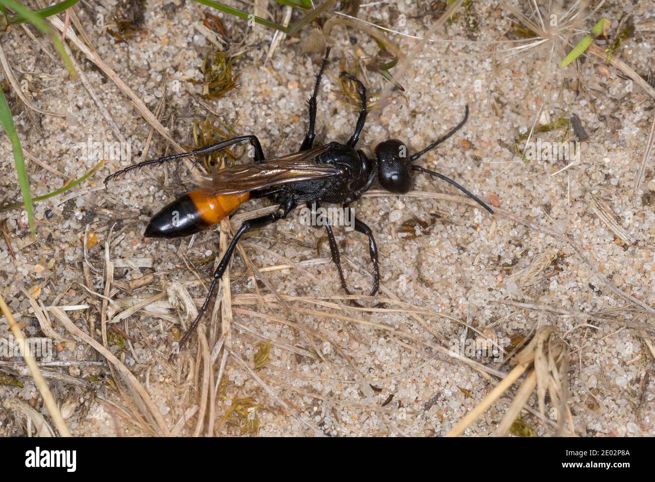 Kurzstiel-Sandwespe, Kurzstielsandwespe, Sandwespe, Podalonia cf. affinis, Sphex cf. lutaria, Ammophila cf. affinis, digger wasp, digger-wasp, thread- Stock Photo