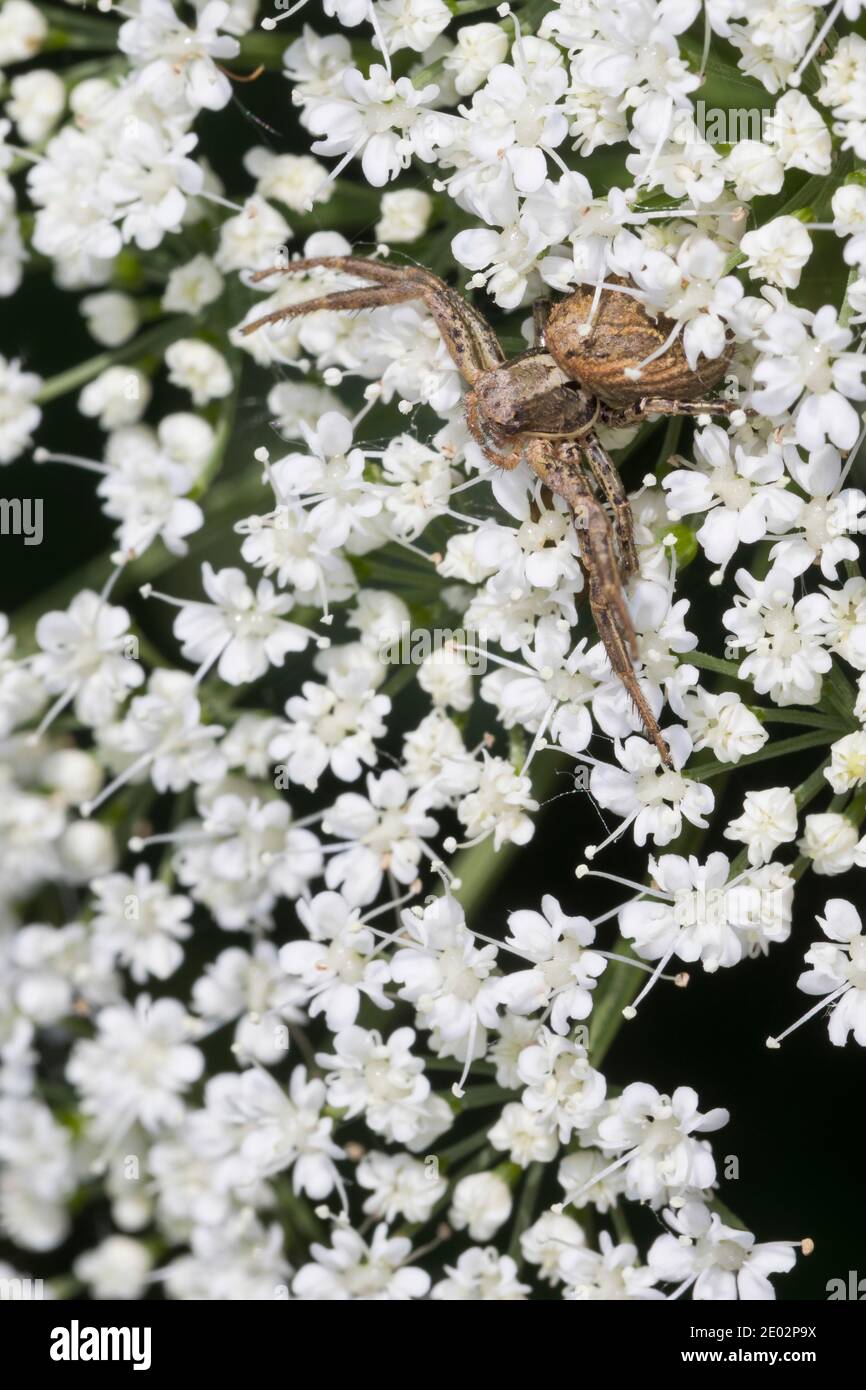 Anspruchslose Krabbenspinne, Krabbenspinne, Weibchen lauert an Blüte auf beute, Xysticus cf. kochi, crab spider, male, Krabbenspinnen, Thomisidae, cra Stock Photo