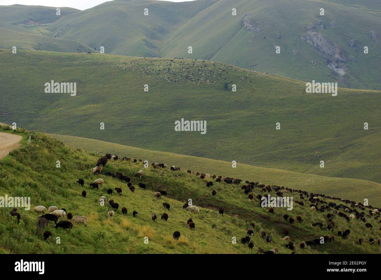 A flock of sheep. Pass Gumbashi,  Caucasus Mountains, Karachay-Cherkessia, Karachayevsky District, Russia. Stock Photo