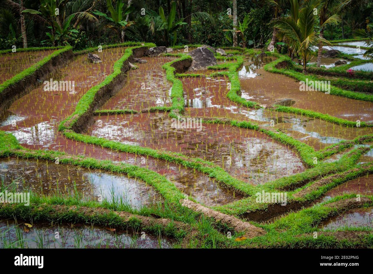 Traditional subak irrigation system for sustainable rice cultivation in Bali Stock Photo