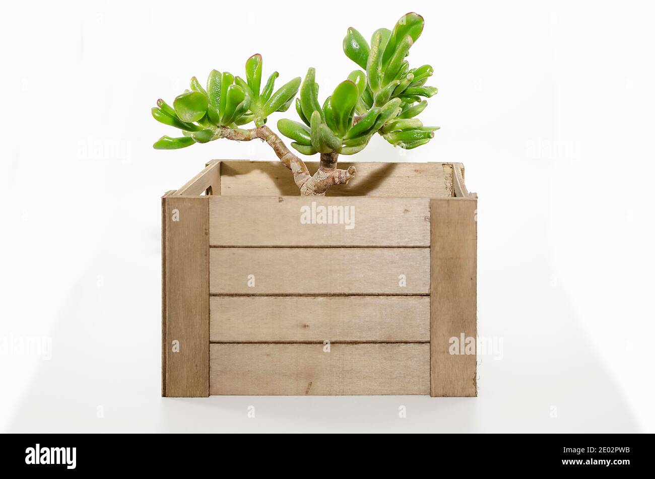 Crassula ovata gollum or hobbit. Cutting of a succulent plant on a wooden box.  Home decoration. Houseplant. Selective focus on the leaves in the back Stock Photo
