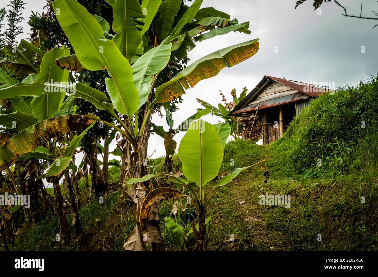 Wooden shelter behind the tropical plants at Jatiluwih Rice Terrace Stock Photo