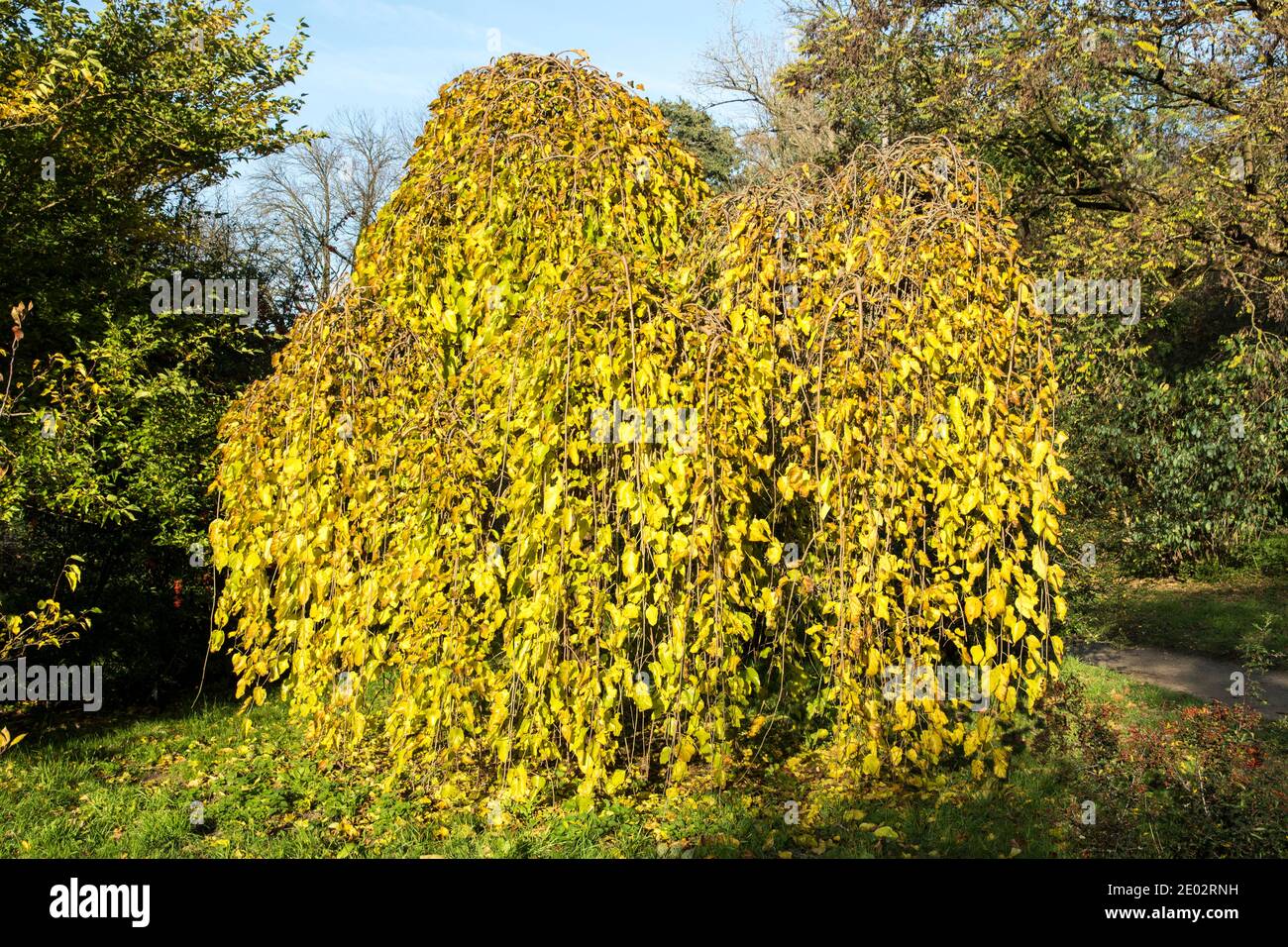 Morus alba 'Pendula' in Belmonte Arboretum in Wageningen, Netherlands Stock Photo