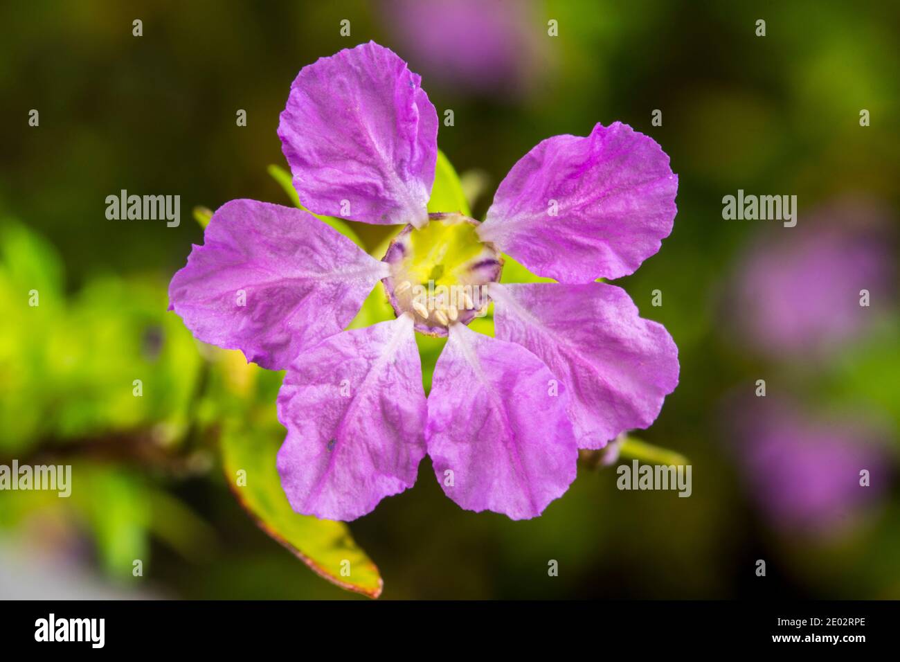 Single flower of Cuphea hyssopifolia Stock Photo