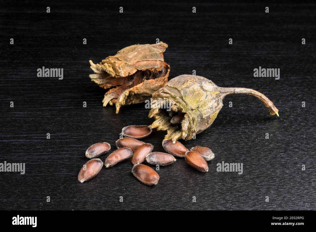 Seeds and seedpod of Calycanthus chinensis Stock Photo