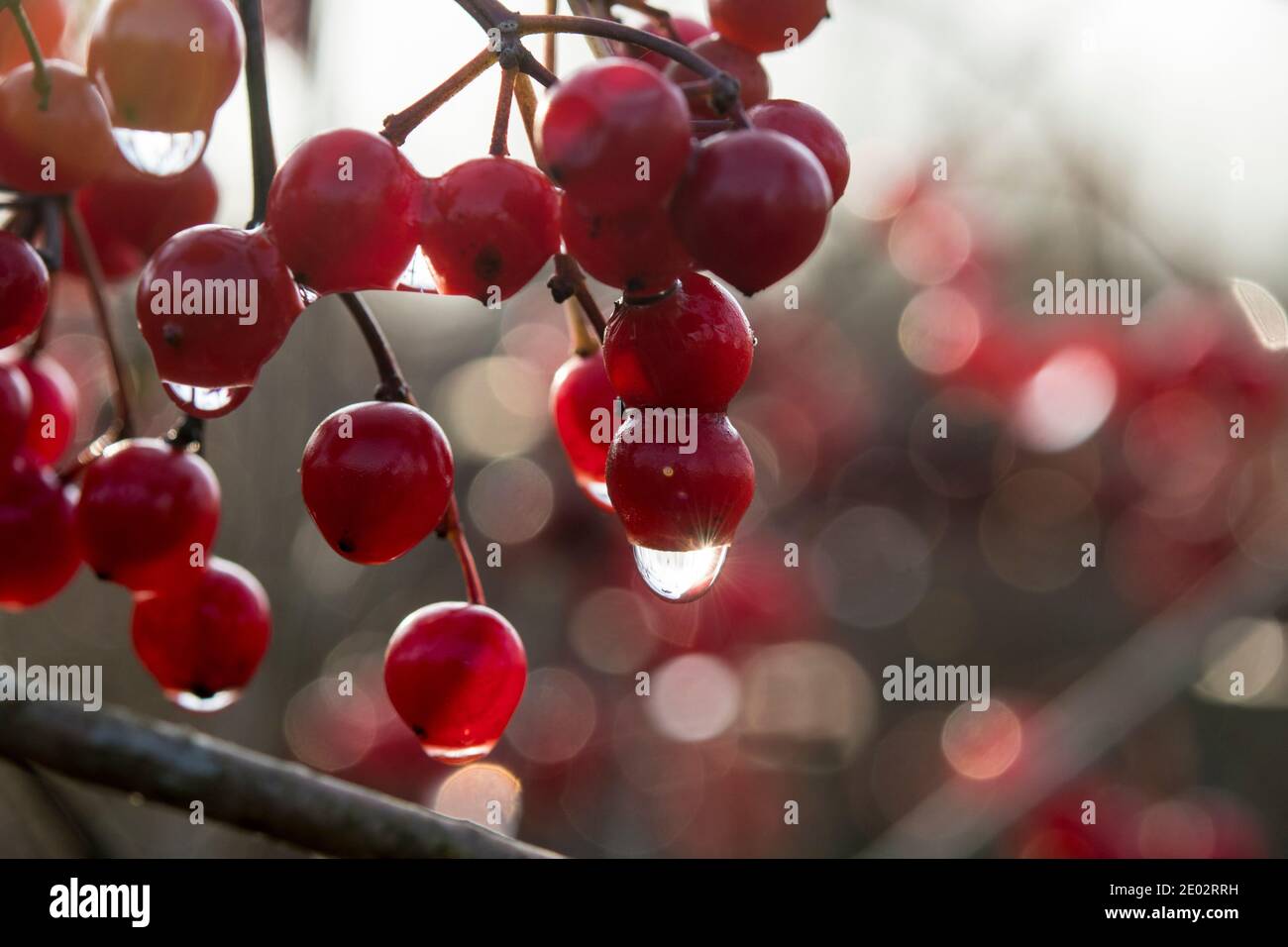 Red berries of Viburnum opulus or Geldern rose on a sunny winter day with water drips Stock Photo