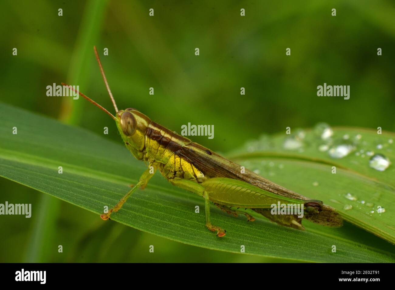 A Javanese Grasshopper perched on a blade of grass Stock Photo