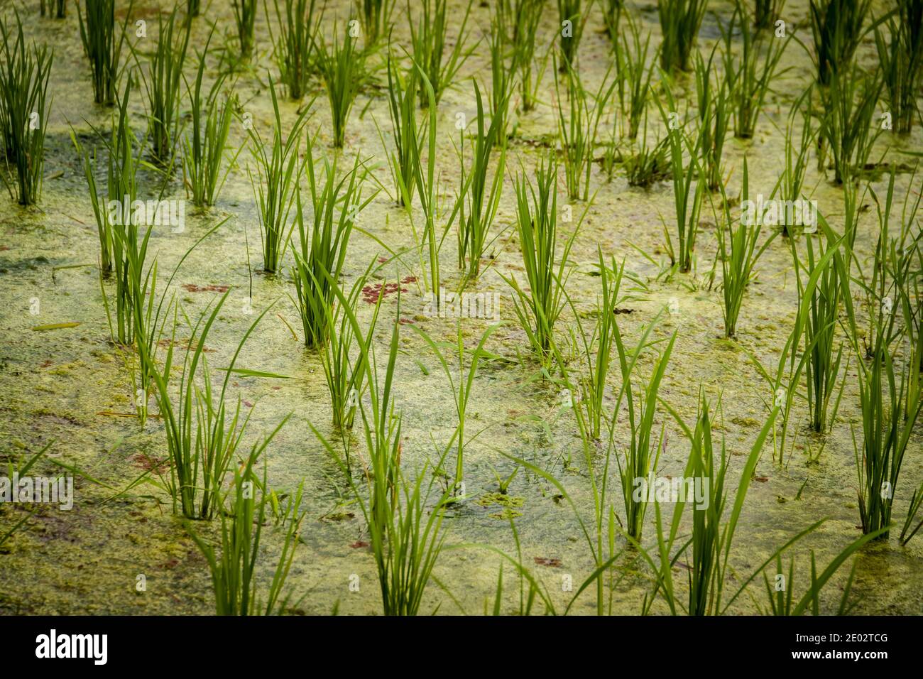 A close up image of a rice field where it's possible to see the traditional subak irrigation system Stock Photo