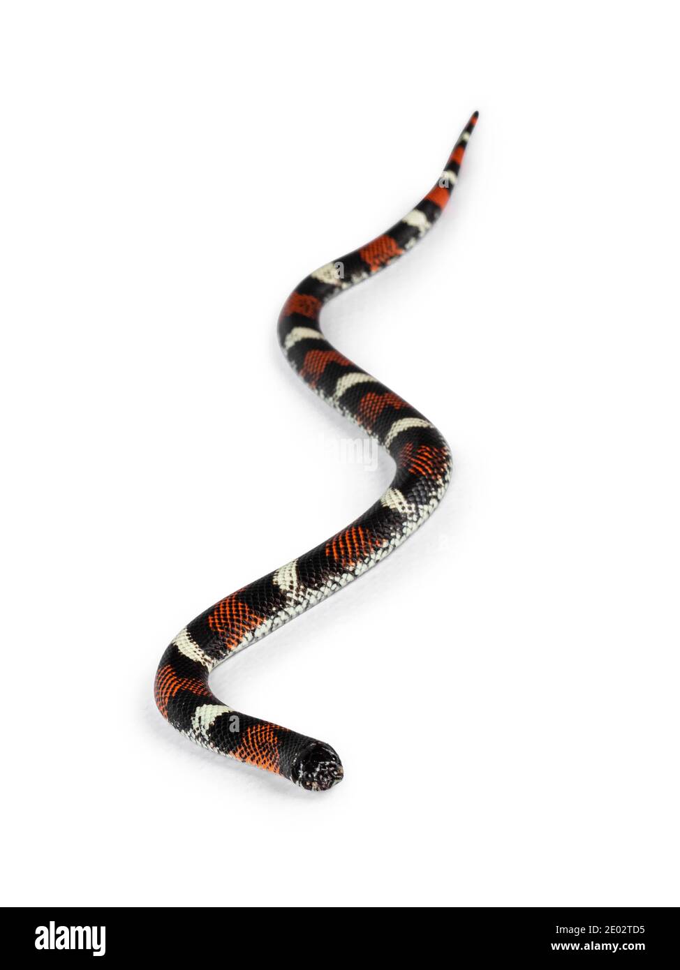 Tri-color hognose aka Xenodon pulcher snake. Isolated on white background. Stock Photo