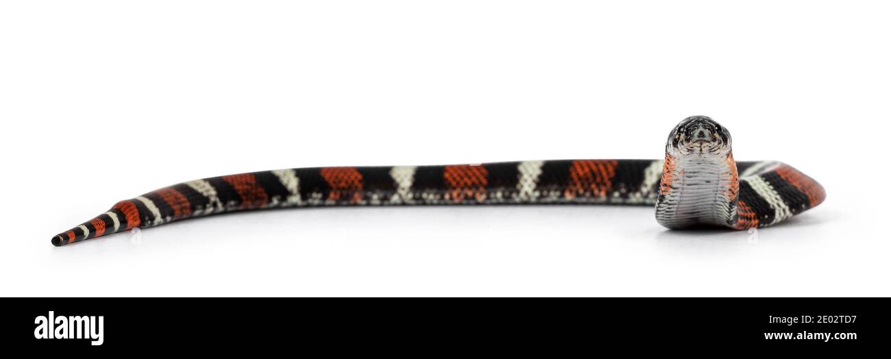 Tri-color hognose aka Xenodon pulcher snake. Isolated on white background. Stock Photo