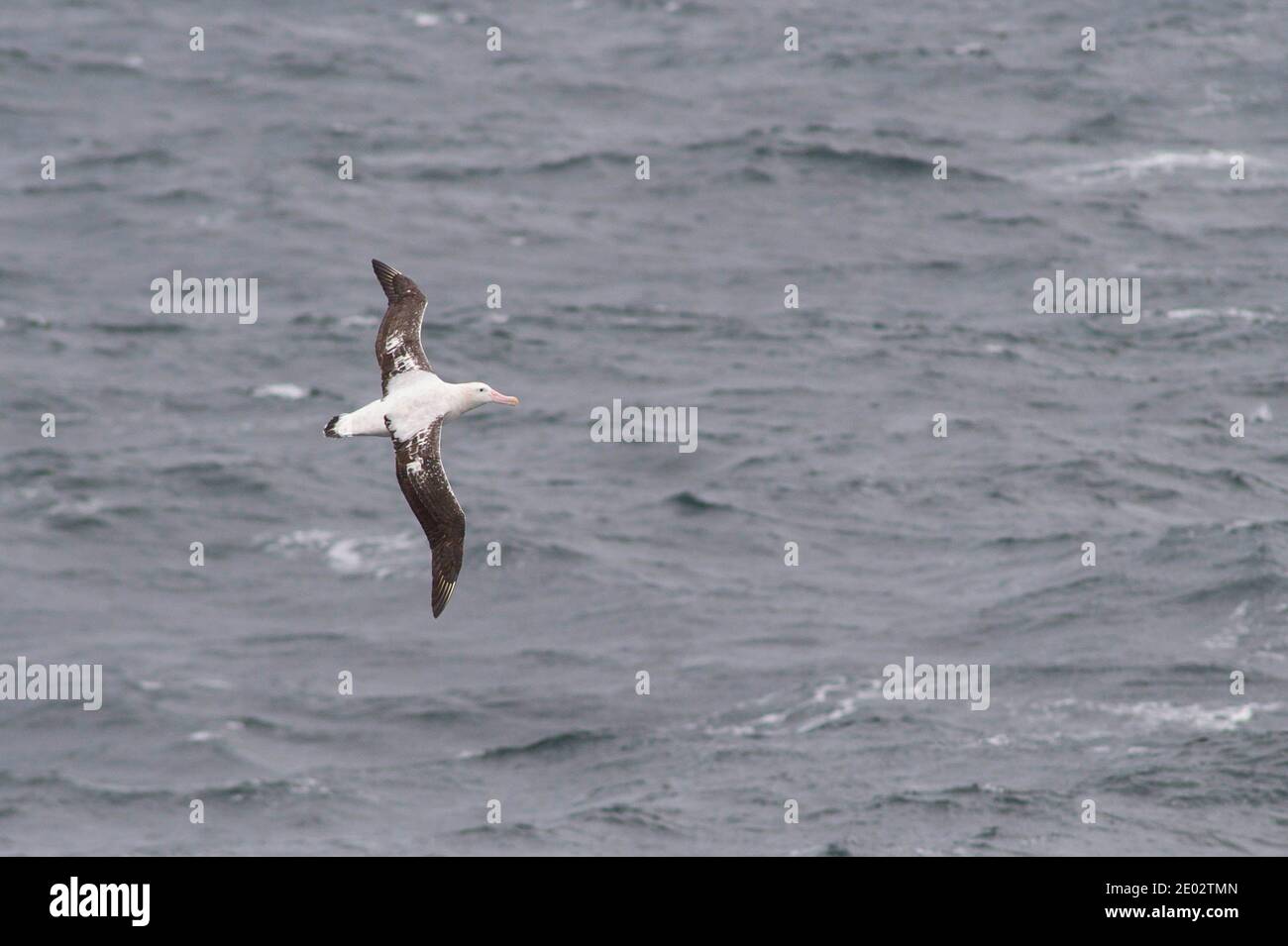 Wandering Albatross off Antarctic   Diomedea exulans Stock Photo