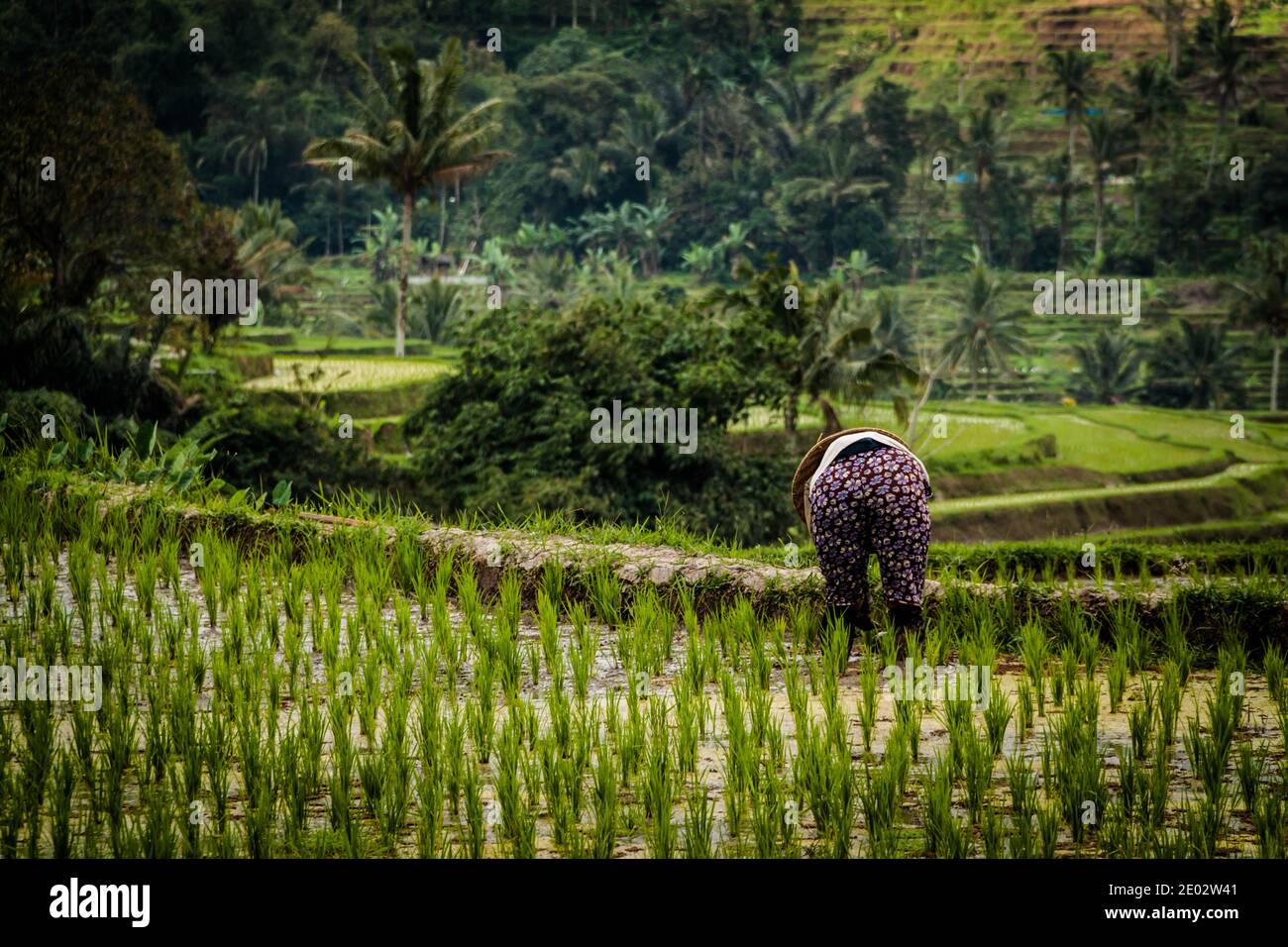 Rice worker in traditional clothes bent down while working in the rice paddy at Jatiluwih Rice Terrace Stock Photo