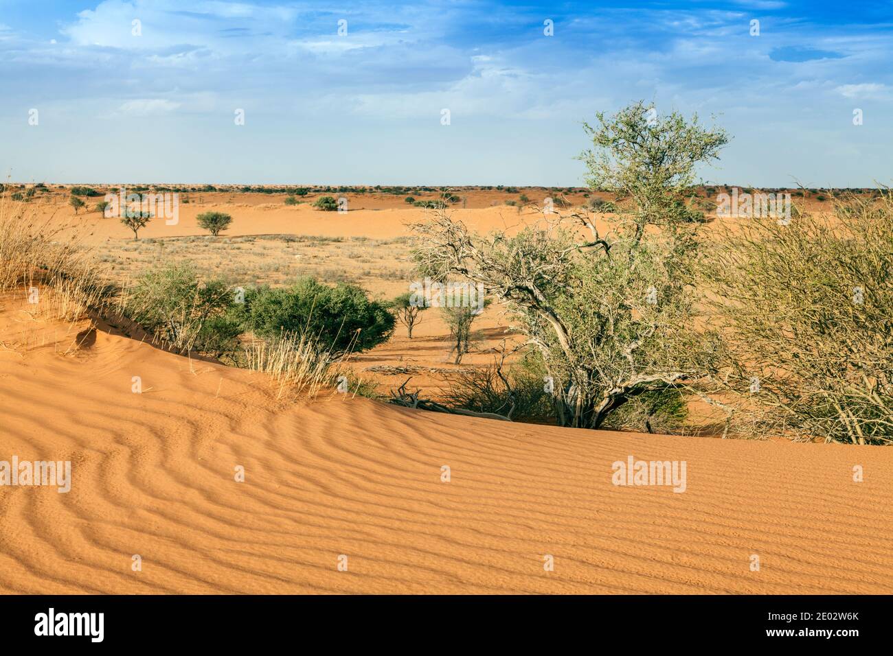 Desert Landscape near Kalkrand, Kalahari Basin, Namibia Stock Photo