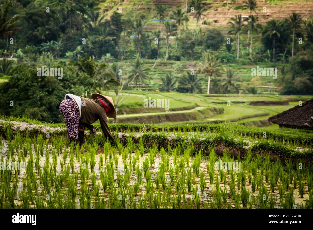 A rice worker in traditional clothes with straw hat working in rice fields at Jatiluwih Rice Terrace Stock Photo