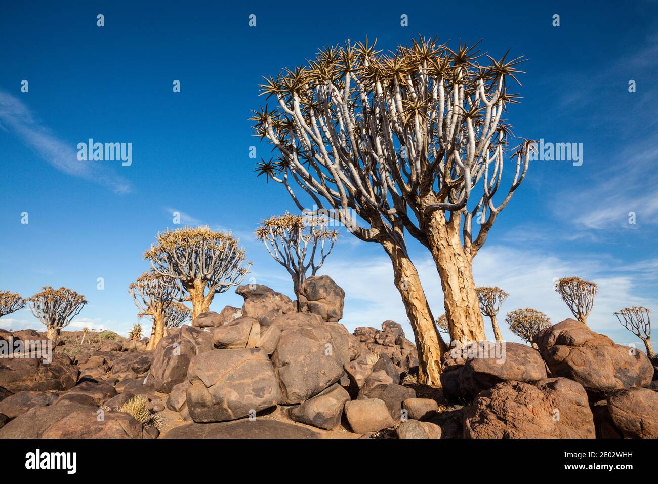 Impressions of Quivertree Forest, Aloidendron dichotomum, Keetmanshoop, Namibia Stock Photo