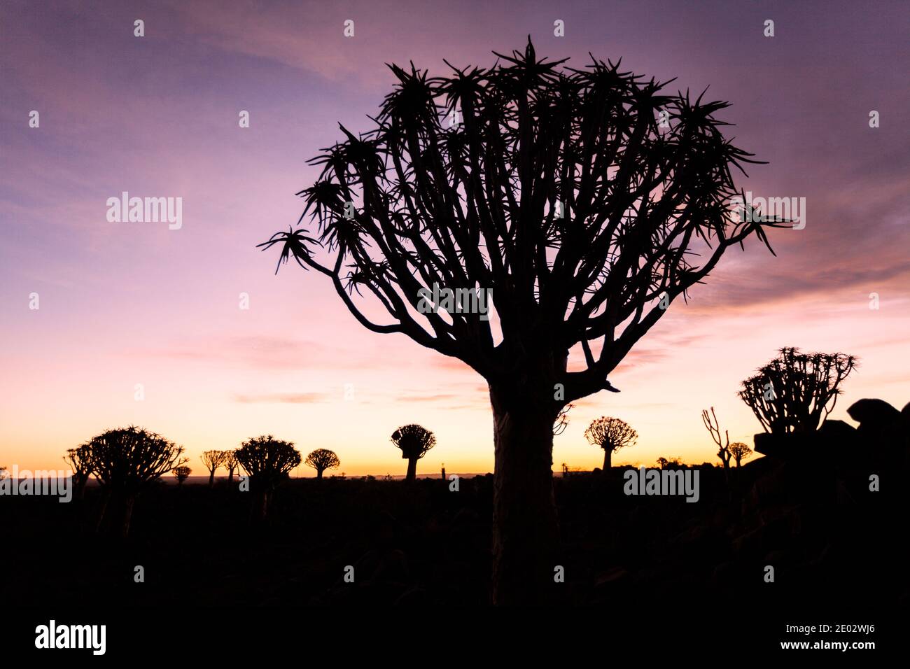 Quivertree Forest at Sunset, Aloidendron dichotomum, Keetmanshoop, Namibia Stock Photo