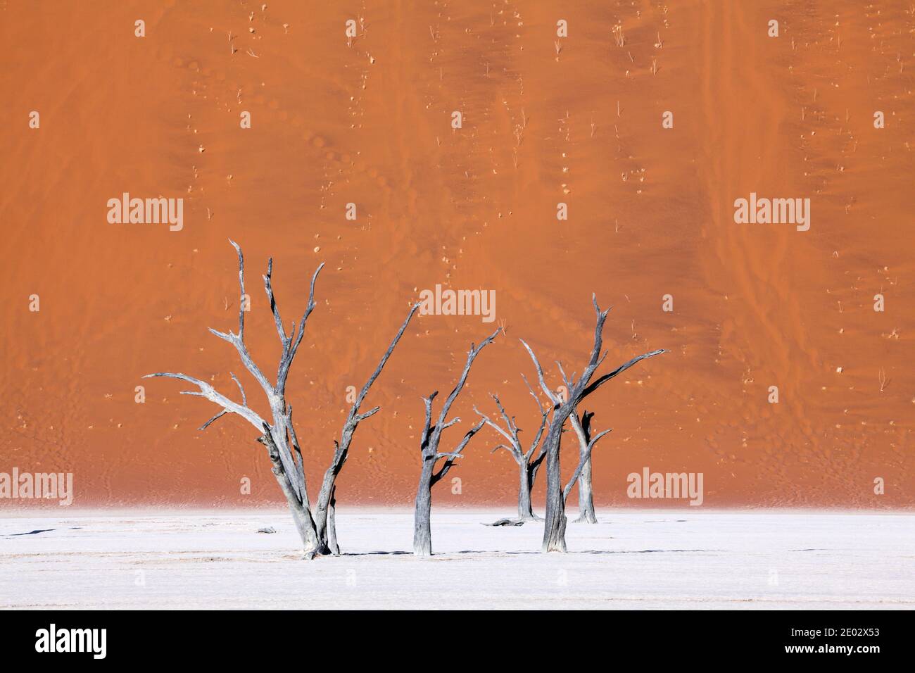 Dead Acacia Trees in Deadvlei Pan, Namib Naukluft Park, Namibia Stock Photo