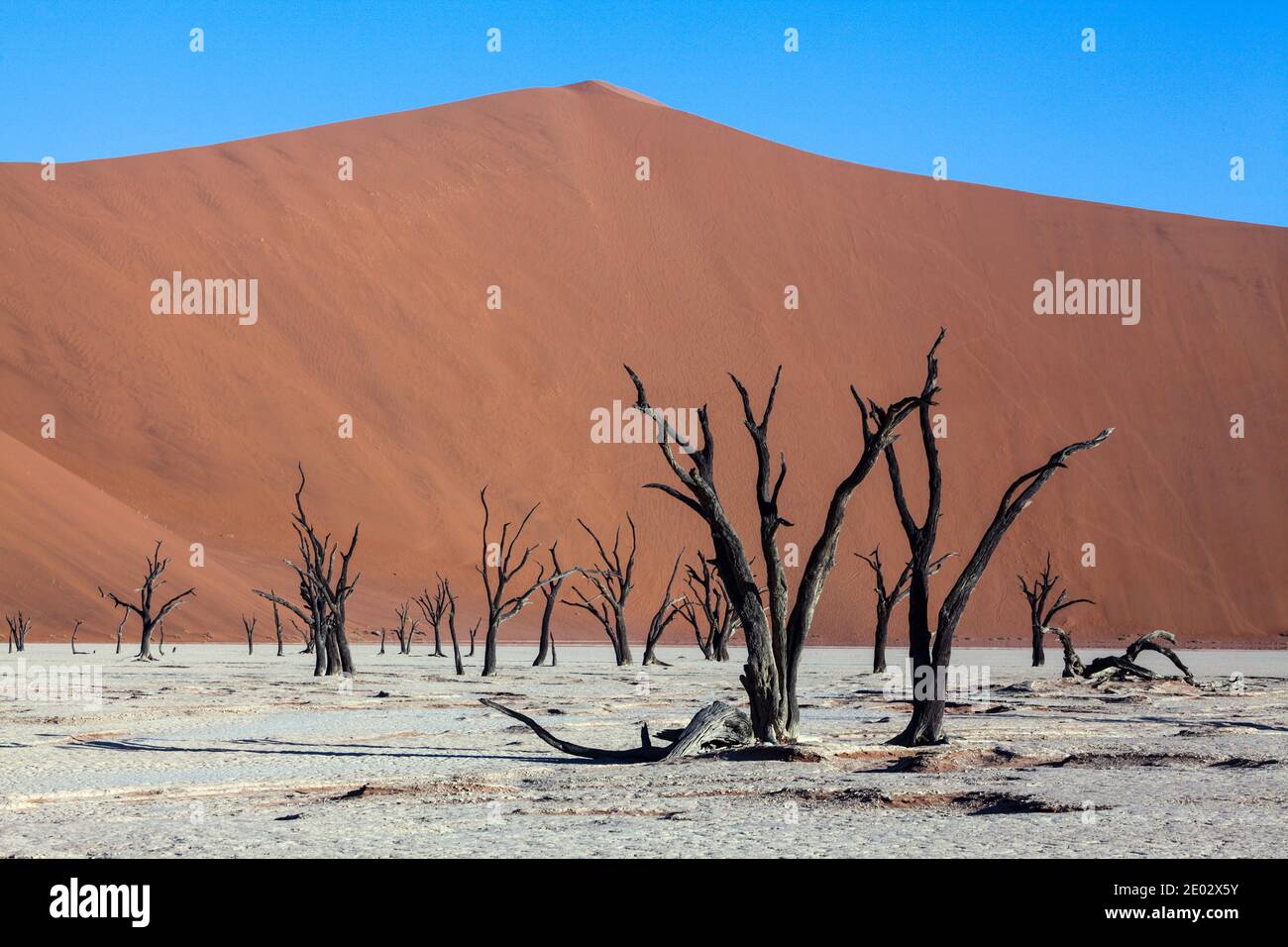 Clay pan dead trees hi-res stock photography and images - Alamy