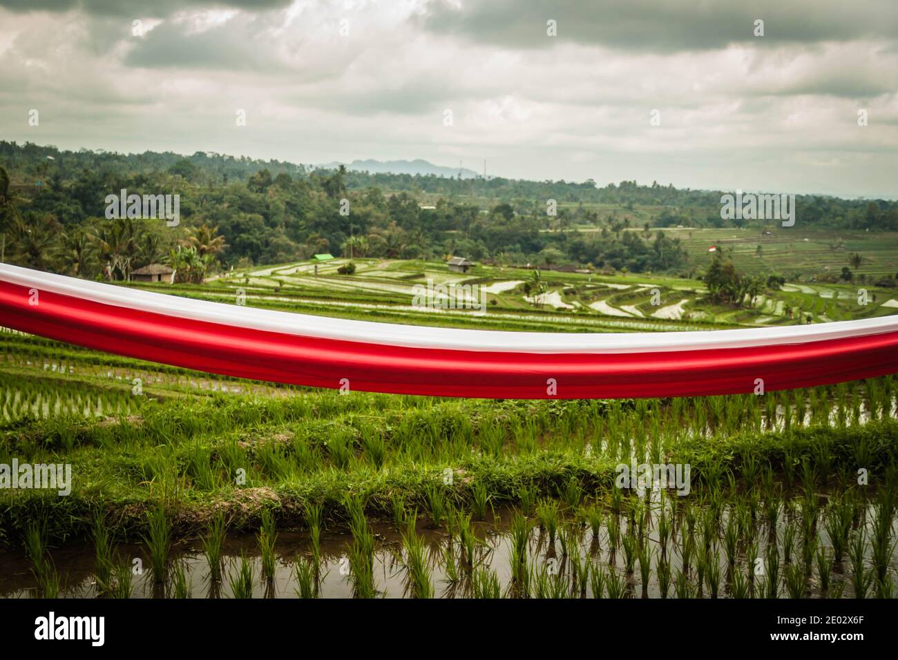 A white and red Indonesian flag colored strip around the rice fields at Jatiluwih Rice Terrace in Bali Stock Photo