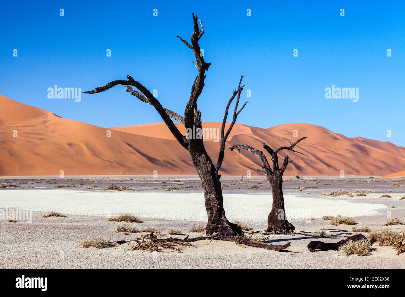 Dead Acacia Trees in Hiddenvlei Pan, Namib Naukluft Park, Namibia Stock Photo